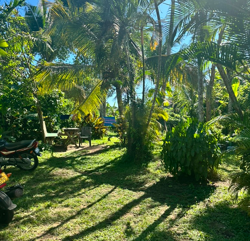 Tropical garden at Project Trinity site